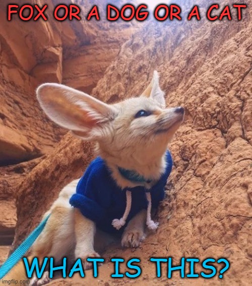 ?? | FOX OR A DOG OR A CAT; WHAT IS THIS? | image tagged in memes,funny,msmg,not funny | made w/ Imgflip meme maker