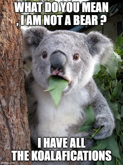 koalaQA | WHAT DO YOU MEAN , I AM NOT A BEAR ? I HAVE ALL THE KOALAFICATIONS | image tagged in memes,surprised koala | made w/ Imgflip meme maker