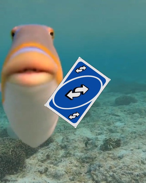 staring fish | image tagged in staring fish | made w/ Imgflip meme maker