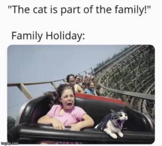 It’s pretty true though | image tagged in rollercoaster,cats | made w/ Imgflip meme maker