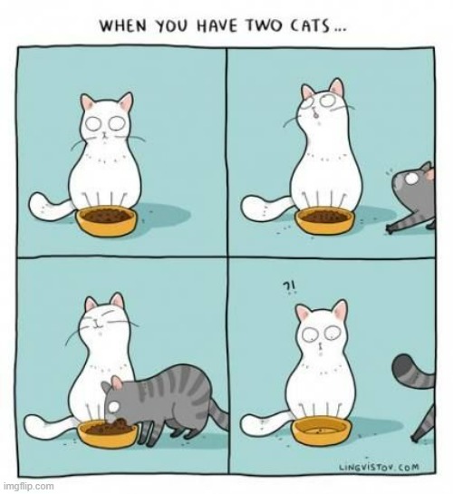 A Cat's Way Of Thinking | image tagged in memes,comics,cats,two,i am here to,what | made w/ Imgflip meme maker