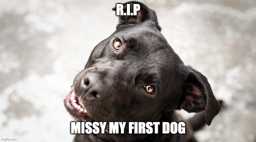 R.I.P MISSY MY FIRST DOG | made w/ Imgflip meme maker