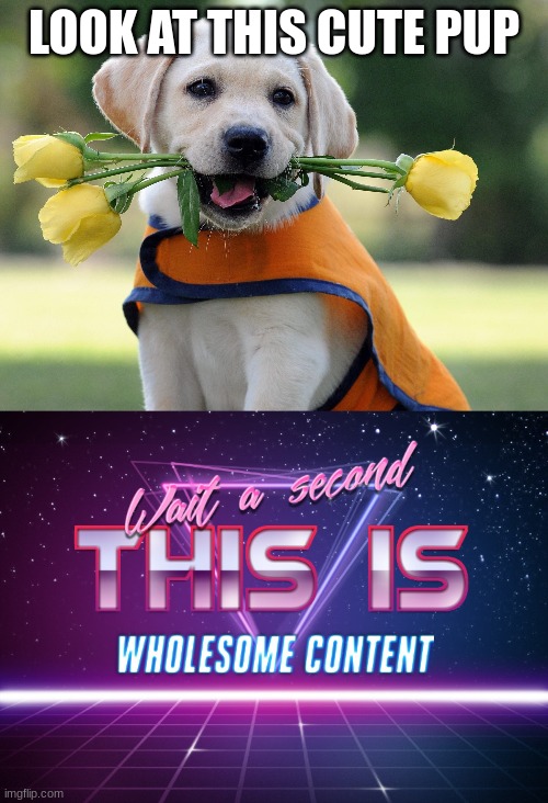 Have a nice day | LOOK AT THIS CUTE PUP | image tagged in cute dog,wait a second this is wholesome content | made w/ Imgflip meme maker