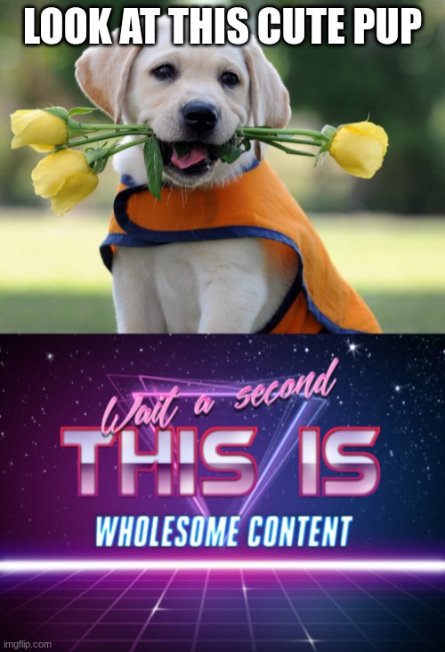 LOOK AT THIS CUTE PUP | image tagged in cute dog,wait a second this is wholesome content | made w/ Imgflip meme maker