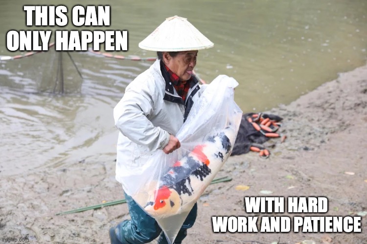 Goldfish Farmer With Large Carp | THIS CAN ONLY HAPPEN; WITH HARD WORK AND PATIENCE | image tagged in memes,fish | made w/ Imgflip meme maker