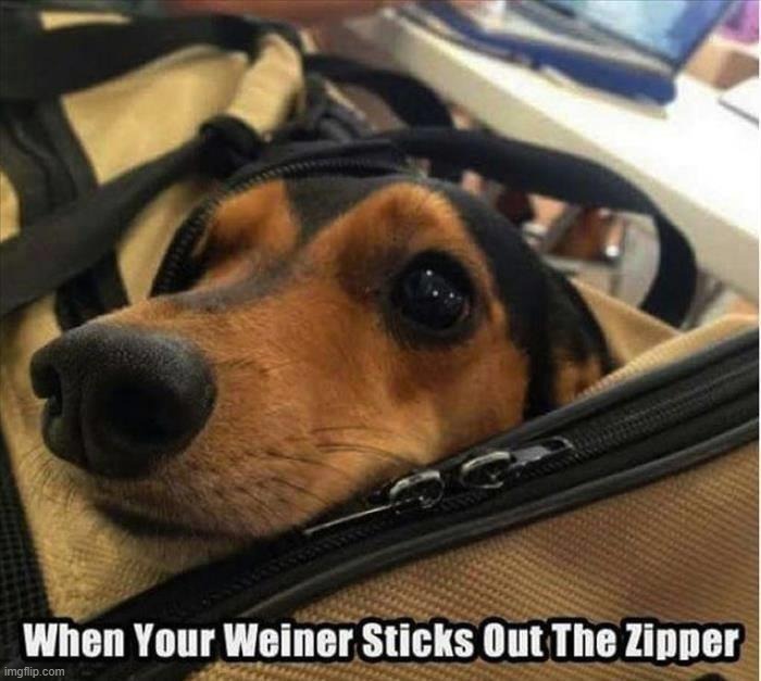 image tagged in dogs | made w/ Imgflip meme maker