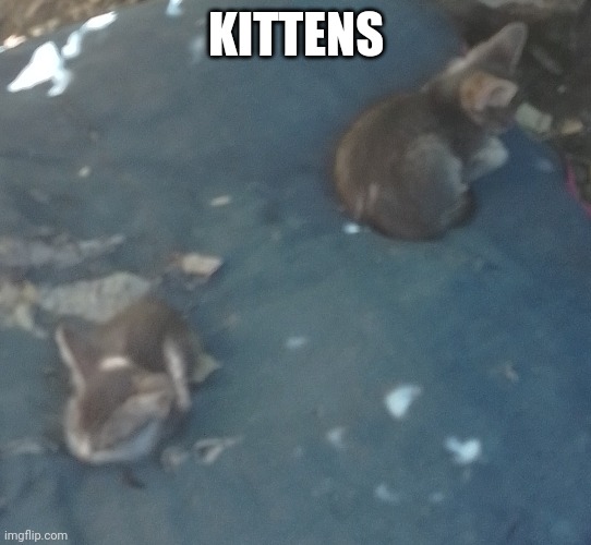 KITTENS | made w/ Imgflip meme maker