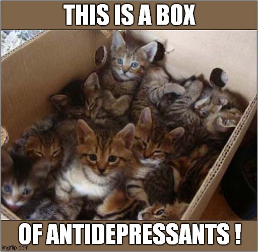 I Think I Might Need These | THIS IS A BOX; OF ANTIDEPRESSANTS ! | image tagged in cats,kittens,box,antidepressants | made w/ Imgflip meme maker