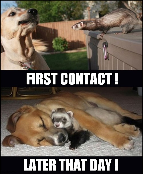 Dog and Ferret | FIRST CONTACT ! LATER THAT DAY ! | image tagged in dogs,ferret | made w/ Imgflip meme maker