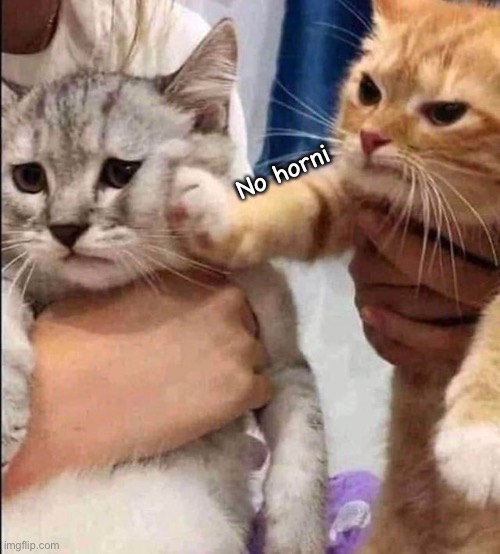 No horny cat | No horni | image tagged in no horny cat | made w/ Imgflip meme maker