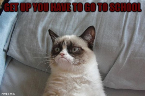 Grumpy Cat Bed Meme | GET UP YOU HAVE TO GO TO SCHOOL | image tagged in memes,grumpy cat bed,grumpy cat | made w/ Imgflip meme maker