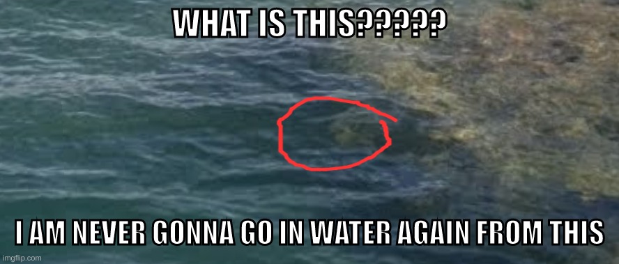 What????? | WHAT IS THIS????? I AM NEVER GONNA GO IN WATER AGAIN FROM THIS | image tagged in scariest things on earth,google images,google maps | made w/ Imgflip meme maker