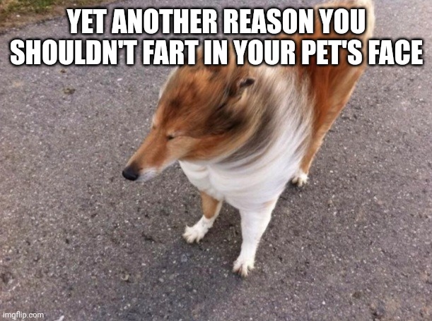 She Wasn't Lying That Ass Can Fart | YET ANOTHER REASON YOU SHOULDN'T FART IN YOUR PET'S FACE | image tagged in dog food,farted | made w/ Imgflip meme maker