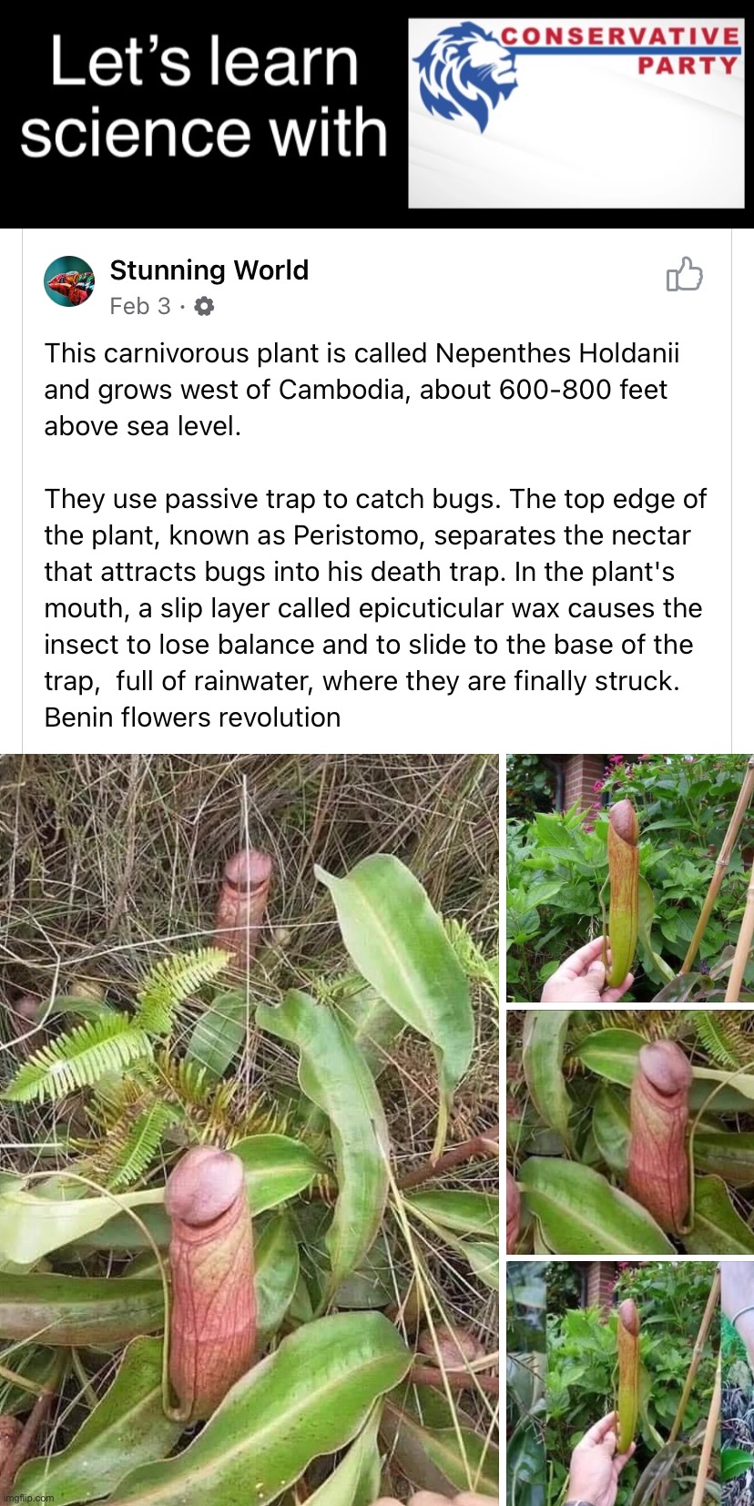 The natural world is full of beauty and grace, thank you Conservative Party | image tagged in let s learn science with conservative party,penis plant,the,natural,world,yeah | made w/ Imgflip meme maker