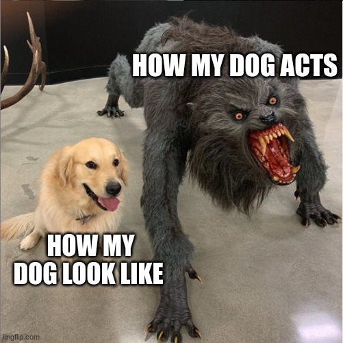 dog vs werewolf | HOW MY DOG ACTS; HOW MY DOG LOOK LIKE | image tagged in dog vs werewolf | made w/ Imgflip meme maker
