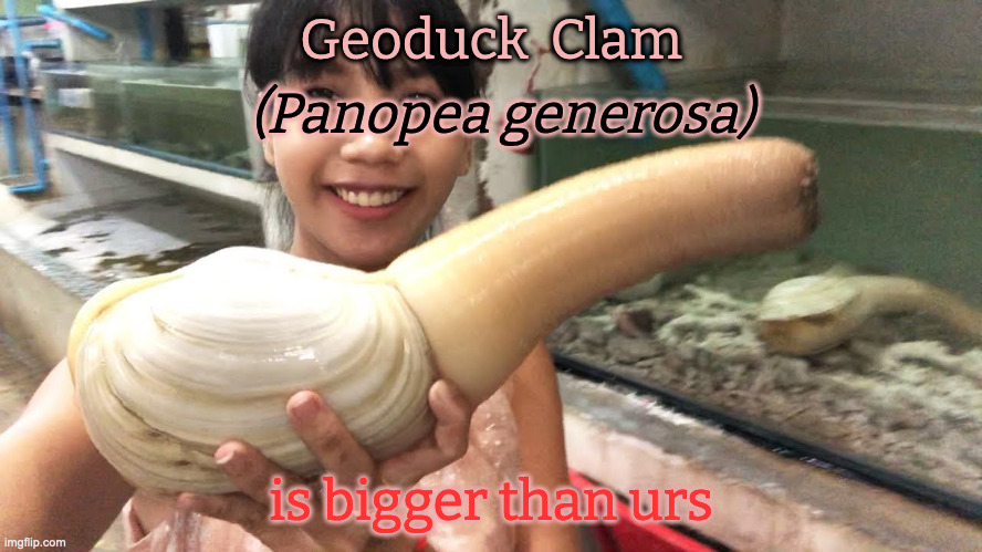 Geoduck  Clam is bigger than urs (Panopea generosa) | made w/ Imgflip meme maker