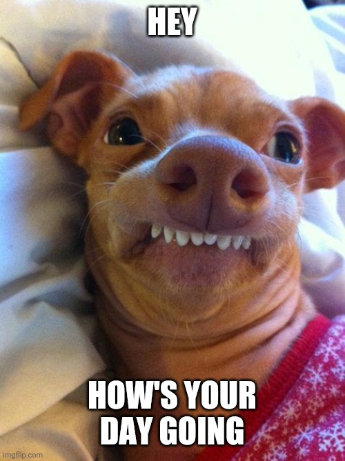 How's it going? | HEY; HOW'S YOUR DAY GOING | image tagged in overbite dog,hello there | made w/ Imgflip meme maker
