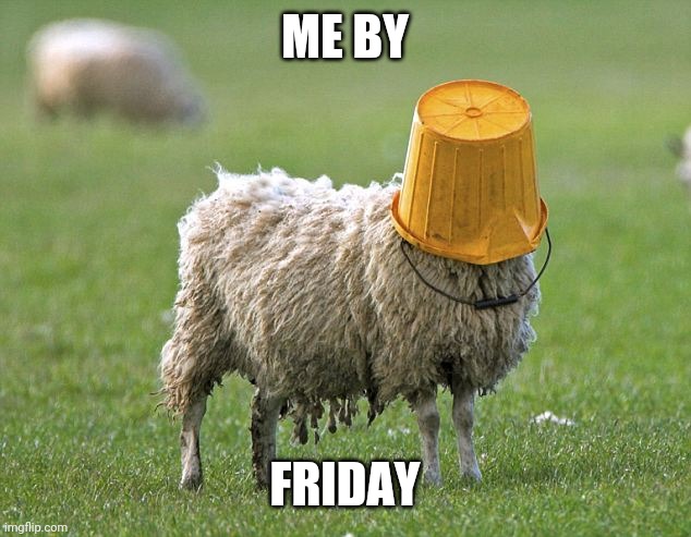 I'm done | ME BY; FRIDAY | image tagged in stupid sheep,internal screaming | made w/ Imgflip meme maker