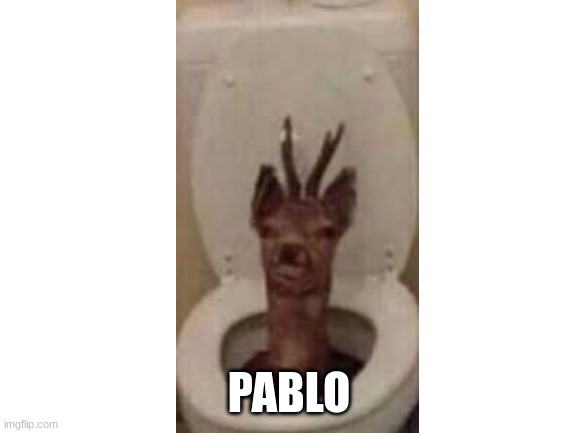 Blank White Template | PABLO | image tagged in blank white template,deer,toilet,memes,cursed image | made w/ Imgflip meme maker
