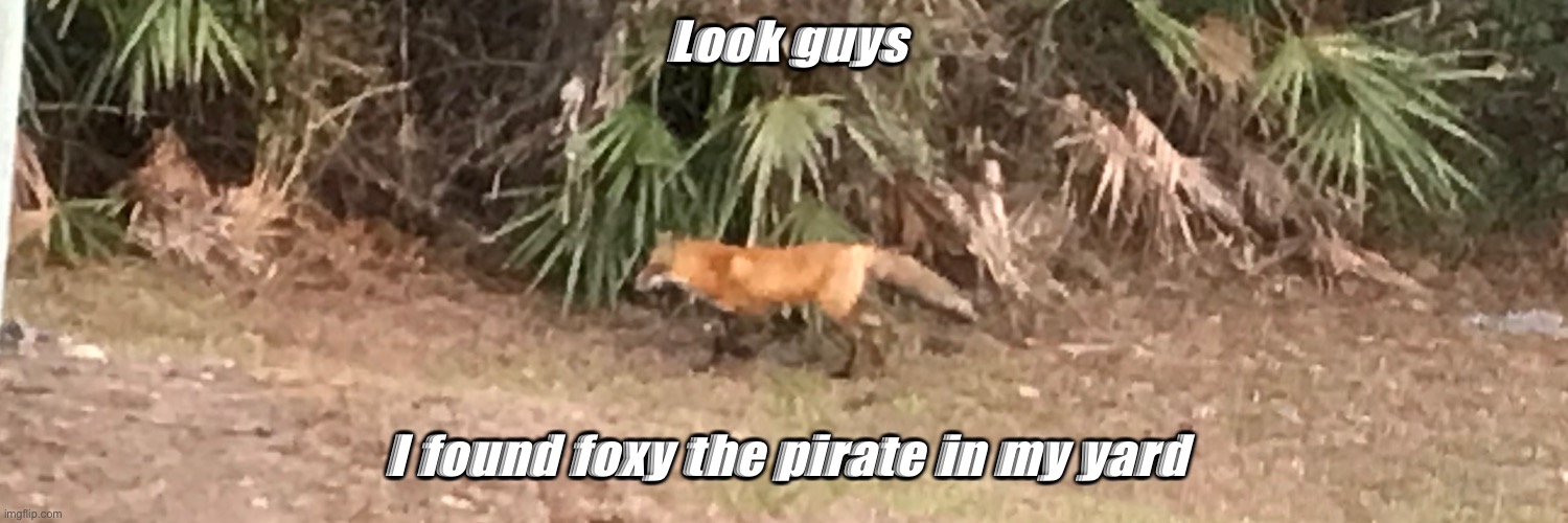 FOXY?! ?? REAL |  Look guys; I found foxy the pirate in my yard | image tagged in funny,fnaf,foxy five nights at freddy's,fox | made w/ Imgflip meme maker