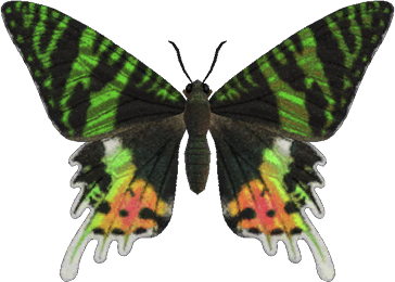 High Quality Madagascan sunset moth Blank Meme Template