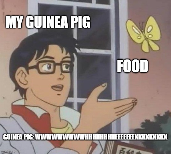 Is This A Pigeon | MY GUINEA PIG; FOOD; GUINEA PIG: WWWWWWWWWHHHHHHHHEEEEEEEKKKKKKKKK | image tagged in memes,is this a pigeon | made w/ Imgflip meme maker
