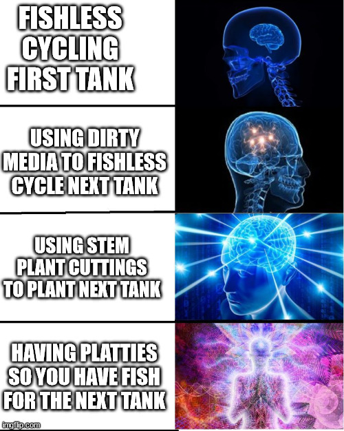 GALAXY BRAIN | FISHLESS CYCLING FIRST TANK; USING DIRTY MEDIA TO FISHLESS CYCLE NEXT TANK; USING STEM PLANT CUTTINGS TO PLANT NEXT TANK; HAVING PLATTIES SO YOU HAVE FISH FOR THE NEXT TANK | image tagged in galaxy brain,AquariumMemes | made w/ Imgflip meme maker