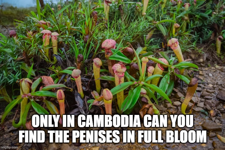 No Wonder All the Perverts Go There | ONLY IN CAMBODIA CAN YOU FIND THE PENISES IN FULL BLOOM | image tagged in sex jokes | made w/ Imgflip meme maker