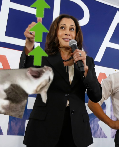 Kamala Harris cat upvote Blank Meme Template