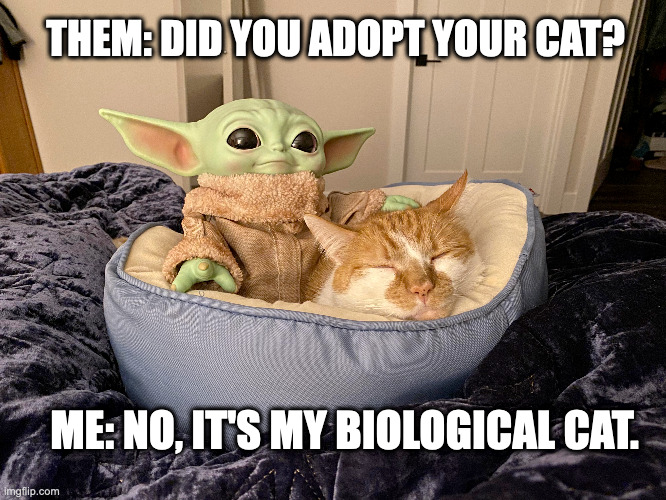 baby yoda and his cat |  THEM: DID YOU ADOPT YOUR CAT? ME: NO, IT'S MY BIOLOGICAL CAT. | image tagged in baby yoda,grogu,cat,adoption | made w/ Imgflip meme maker