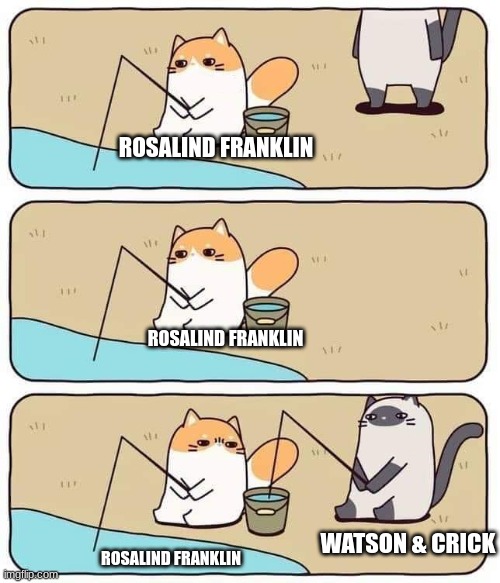 Cat fishing and stealing | ROSALIND FRANKLIN; ROSALIND FRANKLIN; WATSON & CRICK; ROSALIND FRANKLIN | image tagged in cat fishing and stealing,science,dna | made w/ Imgflip meme maker