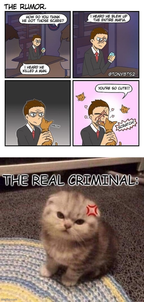 :O | THE REAL CRIMINAL: | image tagged in cat annoyed,memes,funny,comics,not memes | made w/ Imgflip meme maker