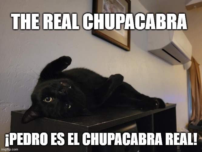 Pedro is the real Chupacabra. |  THE REAL CHUPACABRA; ¡PEDRO ES EL CHUPACABRA REAL! | image tagged in vote for pedro,el chupacabra,funny cats,funny meme | made w/ Imgflip meme maker