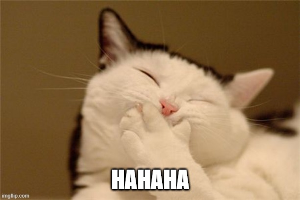 cat laughing | HAHAHA | image tagged in cat laughing | made w/ Imgflip meme maker