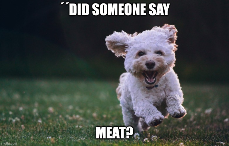 Happy dog | ´´DID SOMEONE SAY; MEAT? | image tagged in happy dog,funny memes | made w/ Imgflip meme maker