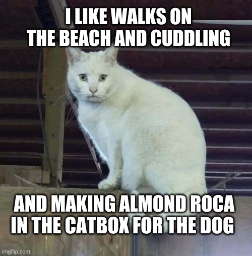 I Have To Poop Cat |  I LIKE WALKS ON THE BEACH AND CUDDLING; AND MAKING ALMOND ROCA IN THE CATBOX FOR THE DOG | image tagged in i have to poop cat,online dating,cuddling,beach,smudge the cat,i love you | made w/ Imgflip meme maker