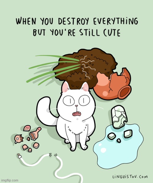 A Cat's Way Of Thinking | image tagged in memes,comics,cats,destroy,everything,cute cat | made w/ Imgflip meme maker