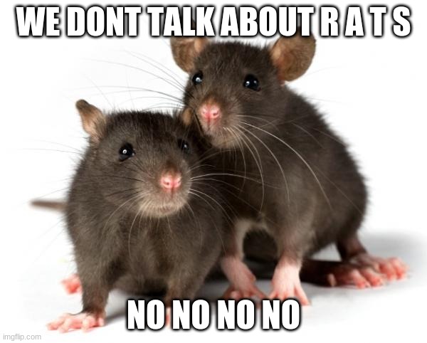 rats | WE DONT TALK ABOUT R A T S; NO NO NO NO | image tagged in encanto | made w/ Imgflip meme maker