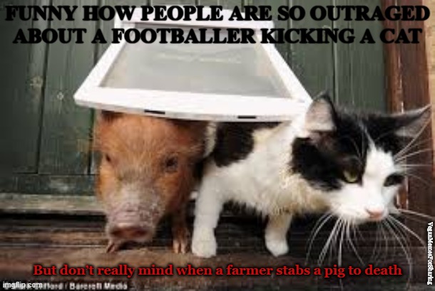 Hypocrisy |  FUNNY HOW PEOPLE ARE SO OUTRAGED ABOUT A FOOTBALLER KICKING A CAT; But don’t really mind when a farmer stabs a pig to death; VeganMemesForSharing | image tagged in vegan,farming,pig,bacon,ham,pork | made w/ Imgflip meme maker