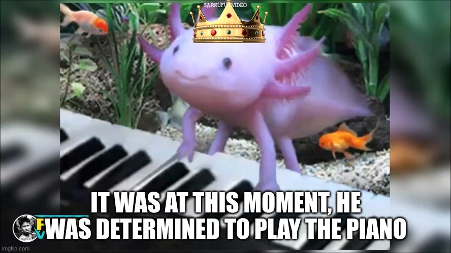 He really is determined | IT WAS AT THIS MOMENT, HE WAS DETERMINED TO PLAY THE PIANO | image tagged in axolotls,determined,funny,for fun | made w/ Imgflip meme maker