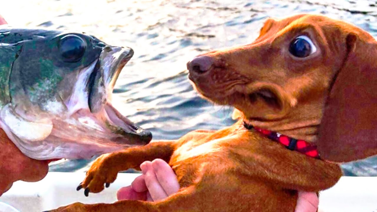 High Quality dog and fish Blank Meme Template