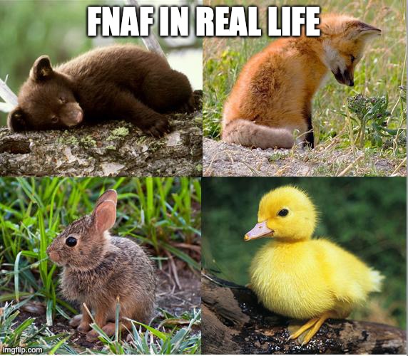 Fnaf in irl | FNAF IN REAL LIFE | image tagged in fnaf | made w/ Imgflip meme maker