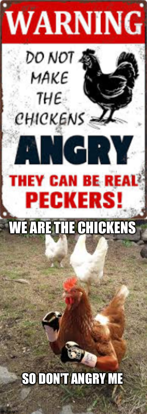 angry chicken bird | WE ARE THE CHICKENS; SO DON'T ANGRY ME | image tagged in chickens meme,meme | made w/ Imgflip meme maker
