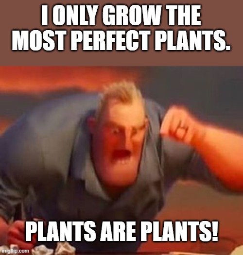 Mr incredible mad | I ONLY GROW THE MOST PERFECT PLANTS. PLANTS ARE PLANTS! | image tagged in mr incredible mad | made w/ Imgflip meme maker