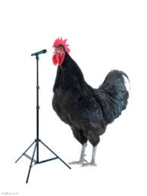 original artist of chicken song | image tagged in chicken meme,meme | made w/ Imgflip meme maker