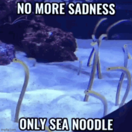 no more sadness only sea noodle | image tagged in sea noodle,memes | made w/ Imgflip meme maker