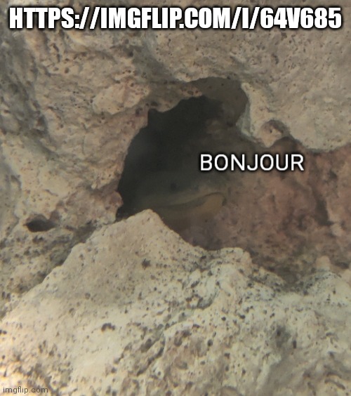 Bonjour | HTTPS://IMGFLIP.COM/I/64V685 | image tagged in bonjour | made w/ Imgflip meme maker