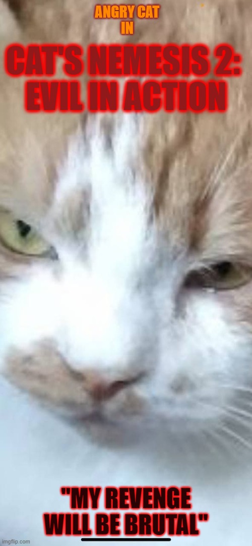 Cat Horror Movie | ANGRY CAT 
IN; CAT'S NEMESIS 2: 
EVIL IN ACTION; "MY REVENGE WILL BE BRUTAL" | image tagged in angry cat,revenge,horror movie | made w/ Imgflip meme maker
