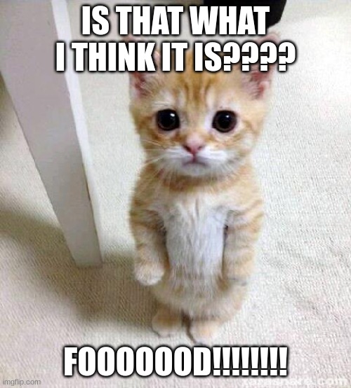 Cat wants foodd NOW | IS THAT WHAT I THINK IT IS???? FOOOOOOD!!!!!!!! | image tagged in memes,cute cat | made w/ Imgflip meme maker