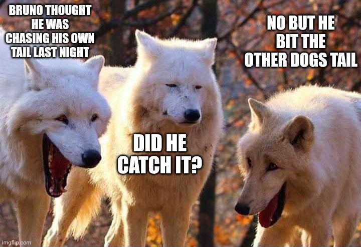 Laughing wolf | BRUNO THOUGHT HE WAS CHASING HIS OWN TAIL LAST NIGHT; NO BUT HE BIT THE OTHER DOGS TAIL; DID HE CATCH IT? | image tagged in laughing wolf | made w/ Imgflip meme maker